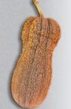 Violina Butternut zaden, Nieuw