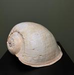 Schelp Taxidermie Opgezette Dieren By Max, Ophalen of Verzenden, Nieuw, Wild dier, Opgezet dier