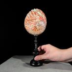 GEEN MINIMUMVERKOOPPRIJS - Ingewikkelde Abalone Shell op, Antiek en Kunst