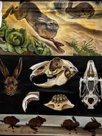 Didattico Originale 1930 - Jung-Koch-Quentell n. 6 –