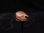 Égypte ancienne Cornaline scarabée décoré - 1.3 cm (Sans