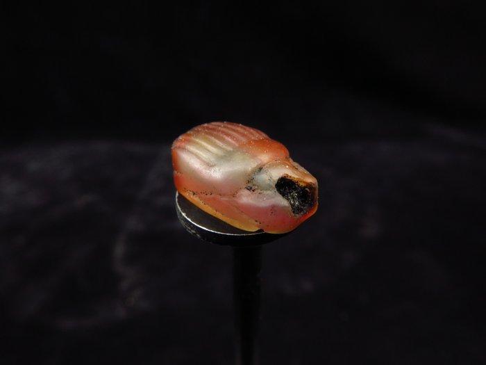 Égypte ancienne Cornaline scarabée décoré - 1.3 cm (Sans, Antiek en Kunst, Antiek | Overige Antiek