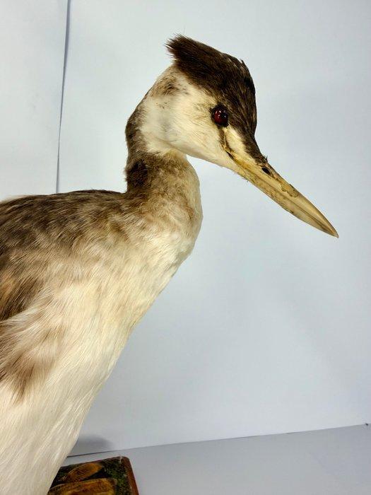Great Crested Grebe winterkleed Taxidermie volledige montage, Verzamelen, Dierenverzamelingen