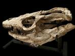 Mosasaurus - Fossiele schedel - Mosasauro - 80 cm - 30 cm, Verzamelen