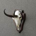 Gems Schedel Taxidermie Opgezette Dieren By Max, Verzamelen, Ophalen of Verzenden, Nieuw, Wild dier, Opgezet dier