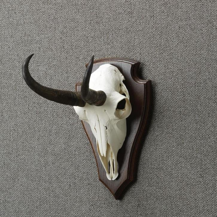 Gems Schedel Taxidermie Opgezette Dieren By Max, Verzamelen, Dierenverzamelingen, Opgezet dier, Nieuw, Wild dier, Ophalen of Verzenden