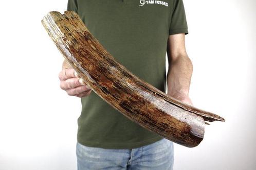 Wolharige Mammoet Slagtand - Gefossiliseerde slagtand -, Verzamelen, Mineralen en Fossielen