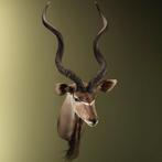 Koedoe Taxidermie Opgezette Dieren By Max, Ophalen of Verzenden, Nieuw, Wild dier, Opgezet dier