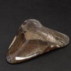 Megalosnethoorn - Fossiele tand - Carcharocles Megalodon -, Nieuw