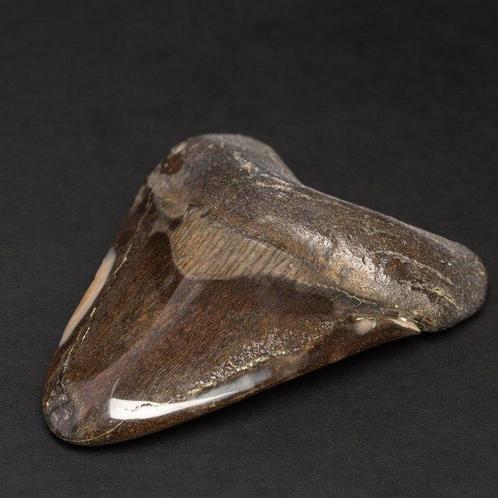 Megalosnethoorn - Fossiele tand - Carcharocles Megalodon -, Verzamelen, Dierenverzamelingen