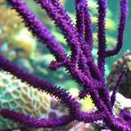 Pseudopterogorgia elisabethii (Purple frilly gorgonian) L (O, Animaux & Accessoires, Reptiles & Amphibiens