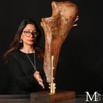 Fossil > Mammouth laineux Mammuthus primigenius Un