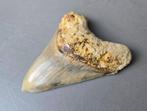 Mégalodon - Dent fossile - 114 mm - 90 mm, Collections