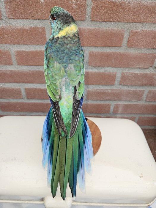 Prachtige barnard parkiet Taxidermie volledige montage -, Verzamelen, Dierenverzamelingen