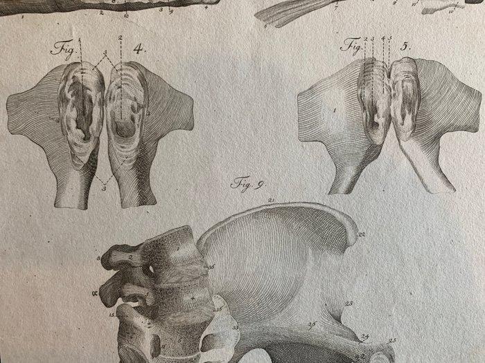 Bernhard Siegfried, Albinus Loder (XVIII) - 2 grote, Antiek en Kunst, Antiek | Overige Antiek