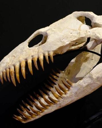Plésiosaure - Crâne fossile - Zarafasaura oceanis - 48 cm -