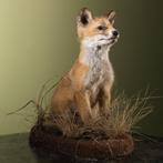 Rode vos Taxidermie volledige montage - Vulpes vulpes - 35, Verzamelen, Dierenverzamelingen, Nieuw