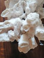 Rifkoraal Zeeschelp - Poritidae (Zonder minimumprijs)