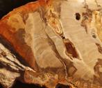 Araukaria, groter Dendrolit, versteinerd hout, fossiel hout