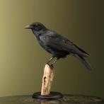 Kraai Taxidermie Opgezette Dieren By Max, Ophalen of Verzenden, Nieuw, Vogel, Opgezet dier