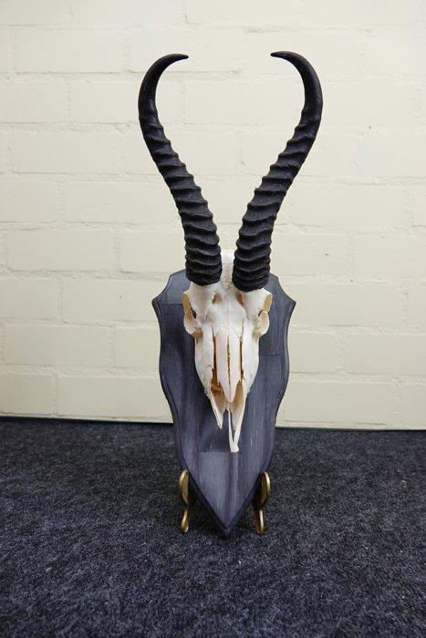 Springbok Schedel - Antidorcas marsupialis - 0 cm - 0 cm - 0, Collections, Collections Animaux