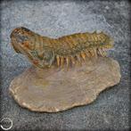 Fossile de trilobite très bien conservé Crotalocephalina, Collections