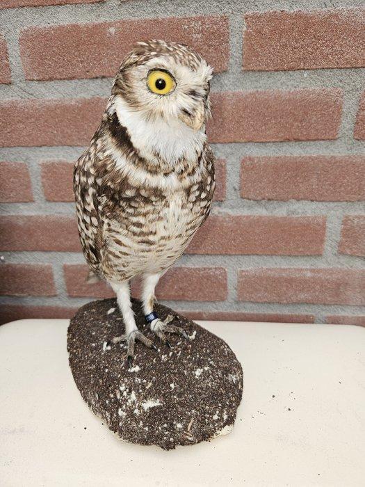 Konijnen uil / Holen uil Taxidermie volledige montage -, Verzamelen, Dierenverzamelingen