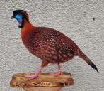 Temmincks Tragopan Fazant Taxidermie volledige montage -, Verzamelen, Nieuw