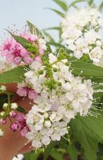 Bonsaï de Spiraea japonica dans une belle coupe à bonsaï. -