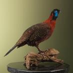 Satyr Tragopaan Taxidermie Opgezette Dieren By Max, Ophalen of Verzenden, Nieuw, Vogel, Opgezet dier