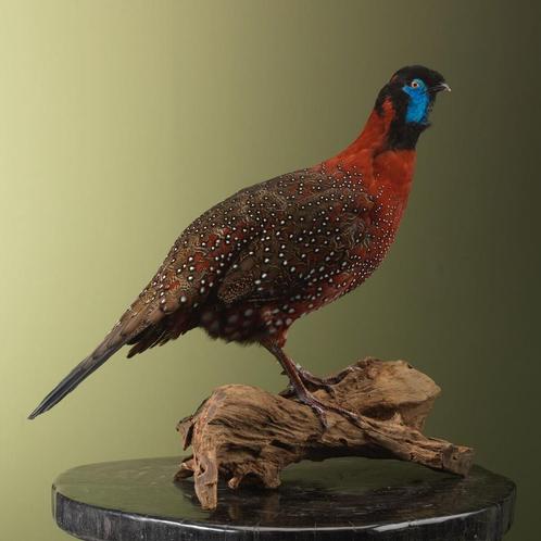 Satyr Tragopaan Taxidermie Opgezette Dieren By Max, Verzamelen, Dierenverzamelingen, Opgezet dier, Nieuw, Vogel, Ophalen of Verzenden