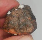 Millbillillie achondriet, zeer zeldzaam. 28g. Prachtige, Verzamelen