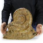 Ammoniet Douvilleiceras MUSEUM kwaliteit - Ammonite