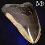 Fossiele Megalodon-tand – Miocene – Pliocene (ongeveer 23 –