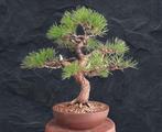 Bonsai Pinus Nigra - Hoogte (boom): 50 cm - Diepte (boom):, Antiek en Kunst