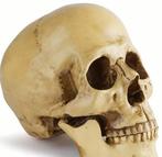 Replica van menselijke schedel van medische kwaliteit, met