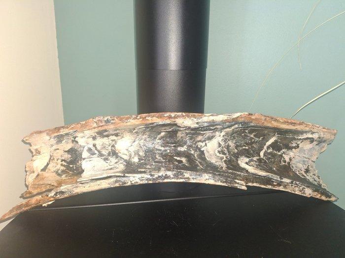 Wolharige mammoet - Gefossiliseerde slagtand - 57 cm - 19 cm, Verzamelen, Mineralen en Fossielen