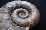 Grote ammoniet uit het Jura-tijdperk - Gefossiliseerde, Verzamelen, Mineralen en Fossielen