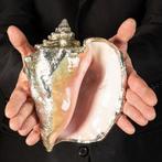 Coquillage en argent exclusif - Coquillage marin - Strombus, Verzamelen, Nieuw