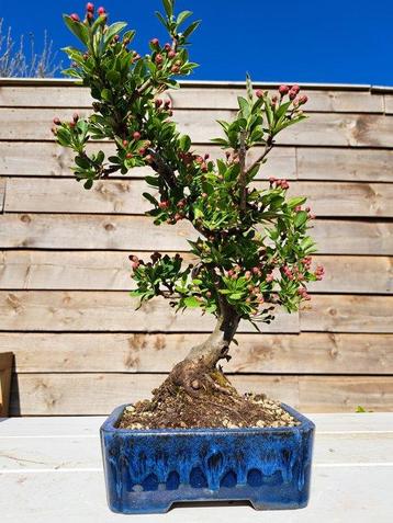 Malus bonsai (Malus sargentii) - Hoogte (boom): 32 cm -