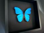 Vlinder Taxidermie volledige montage - Morpho Didius du