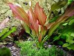 Echinodorus Red Chili - pot, Dieren en Toebehoren, Verzenden, Nieuw