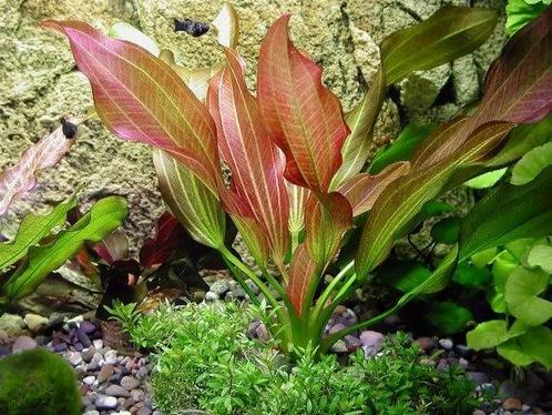 Echinodorus Red Chili - pot, Animaux & Accessoires, Poissons | Aquariums & Accessoires, Envoi