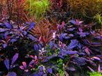 Bucephalandra Brownie Ghost, Animaux & Accessoires, Poissons | Aquariums & Accessoires, Verzenden