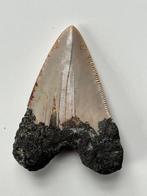 Dent de Megalodon 6,6 cm - Dent fossile - Carcharocles, Collections
