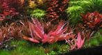 Cryptocoryne wendtii Flamingo - limited edition, Dieren en Toebehoren, Vissen | Aquaria en Toebehoren, Verzenden, Nieuw