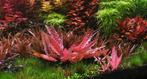 Cryptocoryne wendtii Flamingo - limited edition, Verzenden