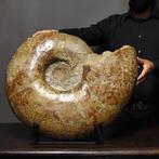 Objet de musée – Ammonite de taille supplémentaire –, Verzamelen, Mineralen en Fossielen