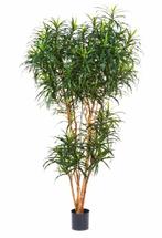 Kunstplant Dracaena Reflexa 210 cm, Huis en Inrichting, Kamerplanten, Verzenden