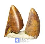 Set van 2 Grote Majungasaurus crenatissimus Abelisauride